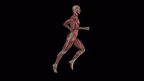 Male Runner - Body Muscles - Realistic 3D animation loop isolated with alpha channel on transparent background