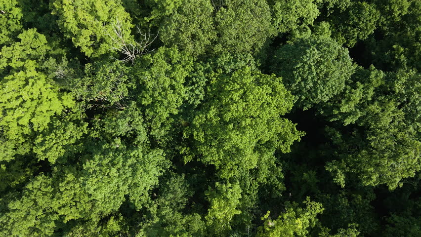 Birds flutter in sky above tree top forest in Ontario Canada, top down aerial