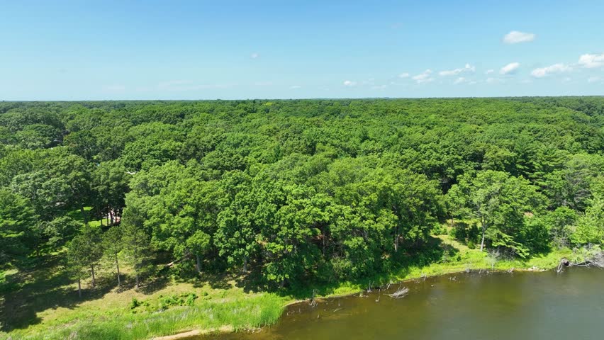 Treetops of various species in Michigan.