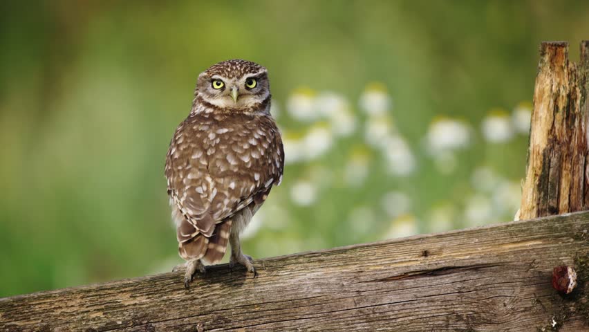 Little owl with head completely turned around perched on log with bokeh background Royalty-Free Stock Footage #1106860965
