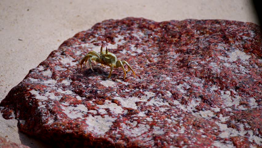 A crab filmed on a rock closeup by the sea. Filmed in Seychelles