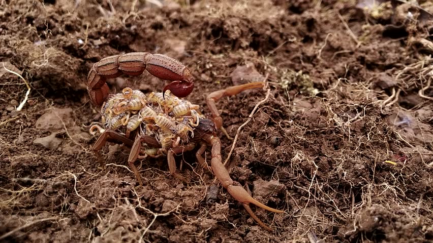 Female Indian red scorpion carrying babies (Scorplings) on her back⁣ Royalty-Free Stock Footage #1106861839