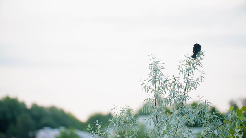 A wild Red Winged blackbird (Agelaius phoeniceus) flies from being perched on the branch of a shrub near water in Colorado, USA. Locked tele shot