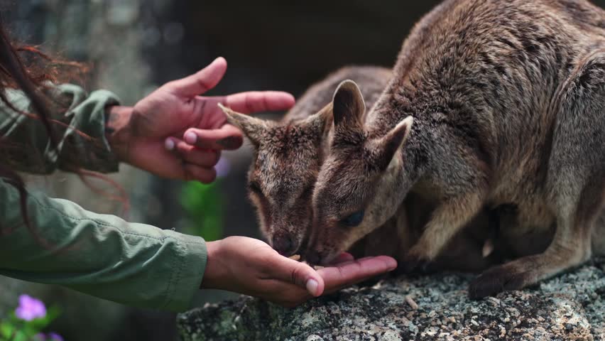 Close up hand feeding Mareeba rock wallabies.