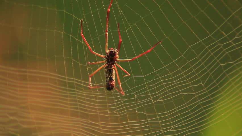 Golden Silk Orb Weaver spider (Nephila pilipes) weaving web, macro Royalty-Free Stock Footage #1106867655
