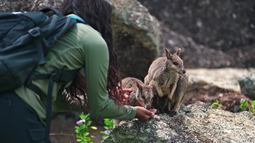 Aboriginal Australian girl hand feeding Mareeba rock wallabies.