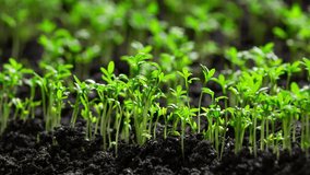Plants growing in time lapse, Sprouts germination from seeds in wet ground, Farming and gardening at spring, Business agriculture harvesting food production concept. - Powered by Shutterstock - Get 15% off with code: PIKWIZARD15
