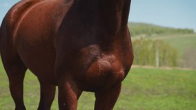Beautiful bay horse face and small flies at wild highland closeup slow motion. Noble equine animal with large dark eyes turns head at breeding farm - Powered by Shutterstock - Get 15% off with code: PIKWIZARD15