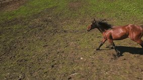 Fleet legged chestnut runs alone along ground with green grass at pasture first point view. Lively ungulate creature enjoys freedom on field slow motion - Powered by Shutterstock - Get 15% off with code: PIKWIZARD15
