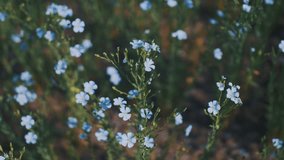 This stock video shows a field blooming with blue, delicate flax flowers. This video will decorate your projects related to nature, agriculture, oilseeds, flax, flowers, blooming fields.