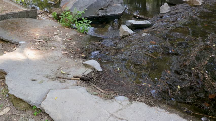 Water flowing into a stream surrounded by pine trees, arid terrain and wild vegetation, forested landscape in Los Colomos public park, sunny day in Guadalajara, Jalisco Mexico. Upward camera movement