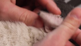 The veterinarian is inspecting the cat's ear, assessing the condition of the feline's aural health. mites, related to the cat's ear, including the presence of ear infections or abnormalities. Concept