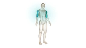 Human Skeleton System Humerus Bone Joints Anatomy Animation Concept. 3D