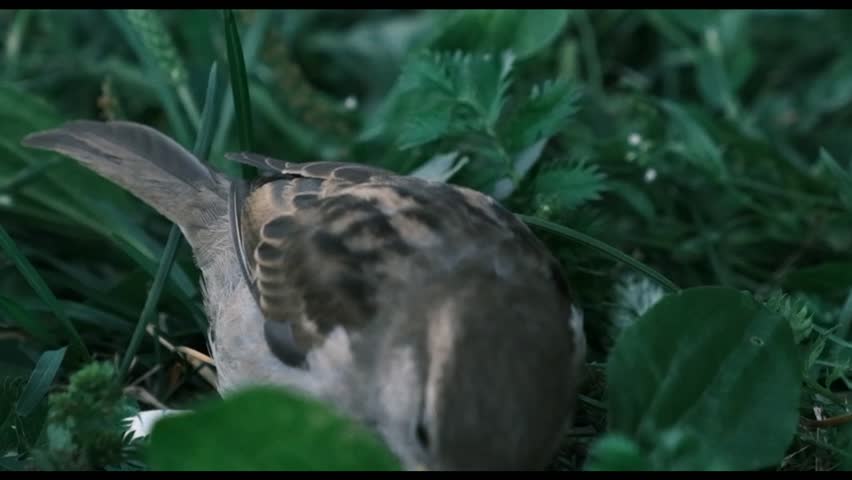 Chipping sparrow eating bird seed on flat surface. Stock wildlife
