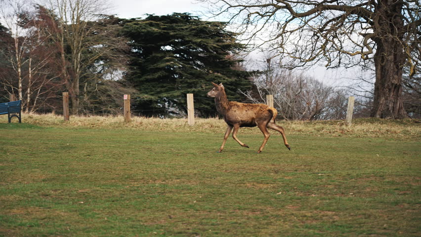 a deer running on the field full of tourists, Wollaton Hall. High quality 4k footage