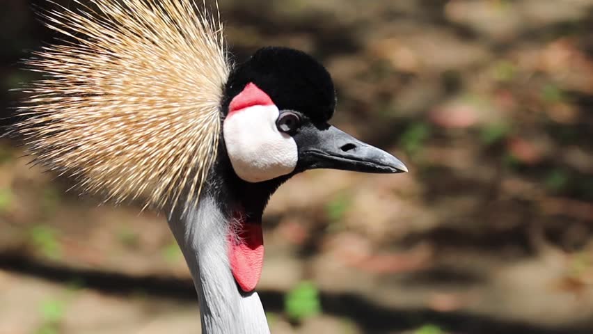 Crowned crane head close up in the park