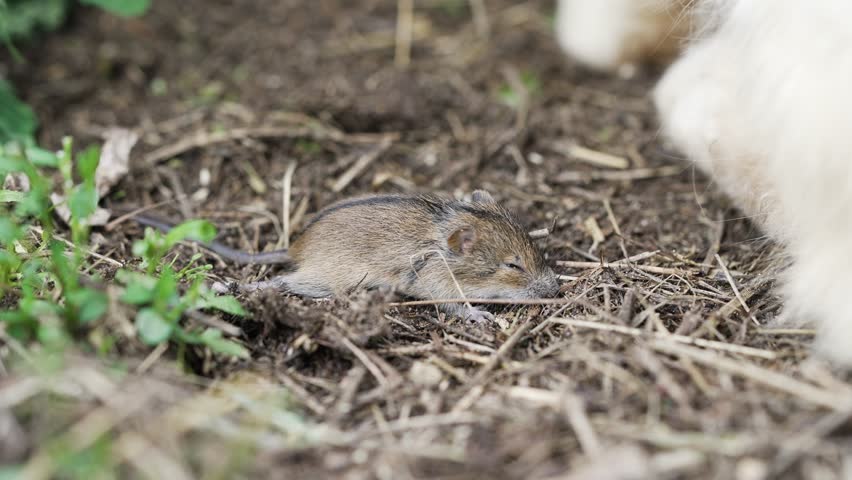 A domestic cat sniffs a frightened wounded mouse lying on the ground. Predator hunting in the yard.