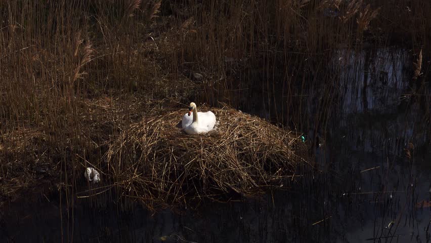 female white swan sits on a nest in reeds on the lake