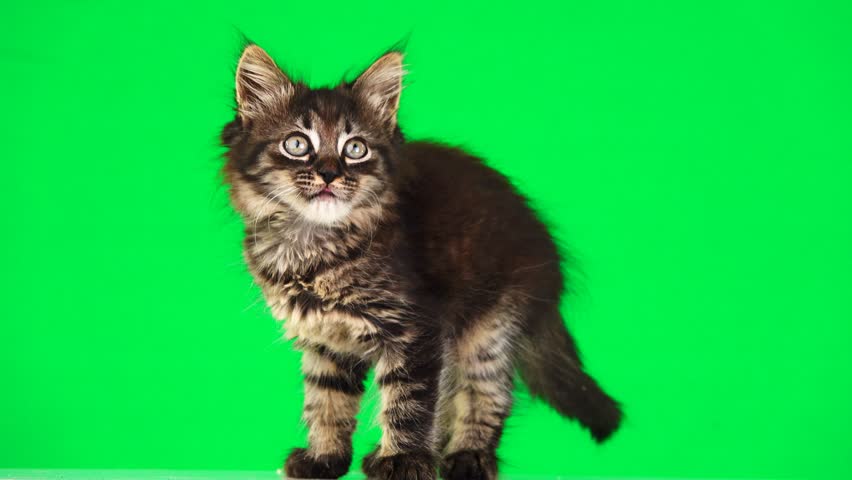 Shutterstock Video