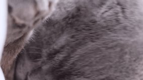 A Scottish tabby cat lies on a snow-white bed and licks itself. Vertical video