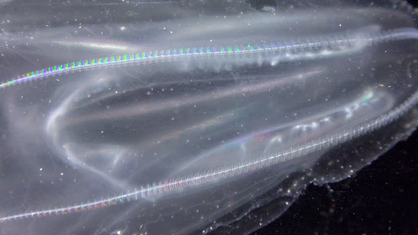 Invasive jellyfish ctenophora (Mnemiopsis leidyi), Black Sea Royalty-Free Stock Footage #1106889023
