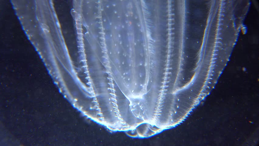 Invasive jellyfish ctenophora (Mnemiopsis leidyi), Black Sea Royalty-Free Stock Footage #1106889025