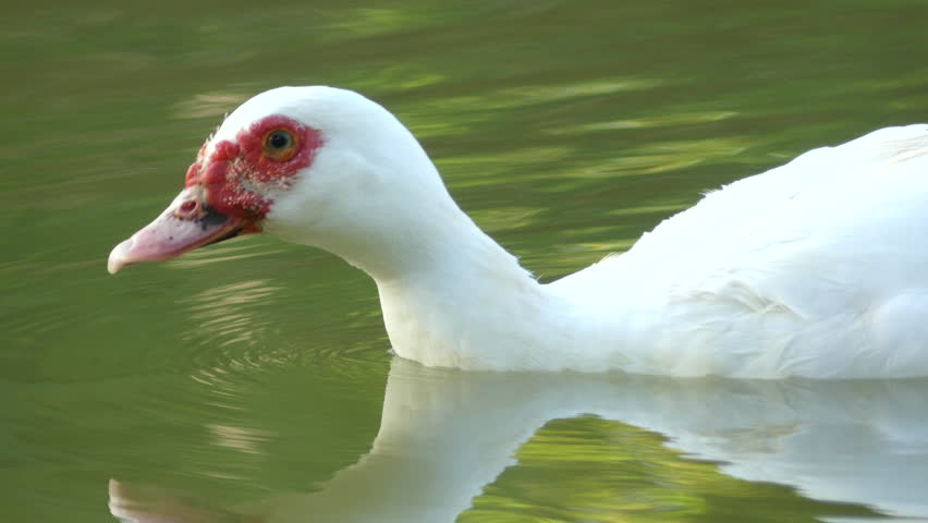 Muscovy duck red head duck swimming happily in natural pond sunlight