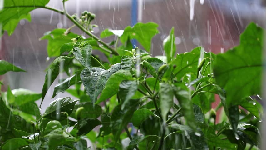 Chili trees and rain in morning. Raining in Rainy Season in Tropical Rain Storm During Horrible Wet Bad Weather, monsoon season in rural village. It rain on branch and seed chili . Motion 4k footage.