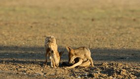 A pair of black-backed jackals (Canis mesomelas) Interacting, Kalahari desert, South Africa
