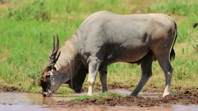 A male eland antelope (Tragelaphus oryx) drinking at a waterhole, Mokala National Park, South Africa