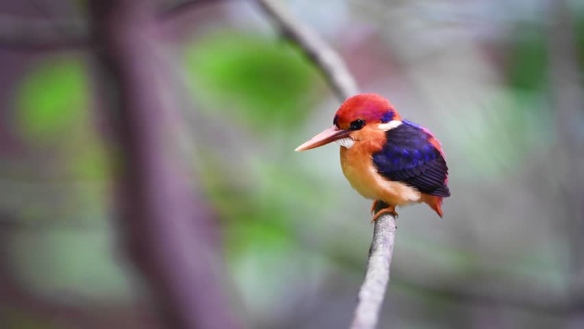 Black-backed Kingfisher ; Oriental Dwarf Kingfisher bird on branch.