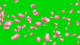Group of Pink Rose Petals floating in the air from left to right isolated chroma background. 3D rendering with Alpha Matte.4K, pink rose petals blowing from left to right, rose petal on Chroma key. - Powered by Shutterstock - Get 15% off with code: PIKWIZARD15