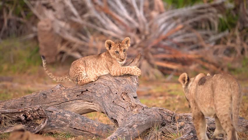 cute lion cubs playing with each other , group of lion cubs playing fighting jumping having fun in forest Royalty-Free Stock Footage #1106892685