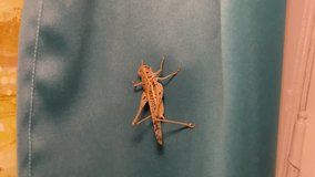 Big Grasshopper Macro Detail shot difference perspective angles 4K video natural life animal world lifestyle wild animals buying now.