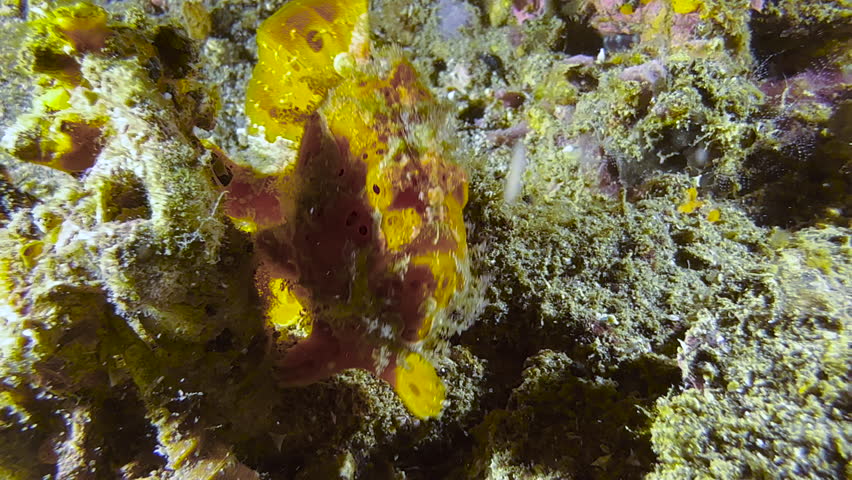 Painted frogfish walking over seabed consisting of rubble and occasional coral. Frogfish has yellow to brown coloration. Shot in indo-pacific during day. Royalty-Free Stock Footage #1106893733