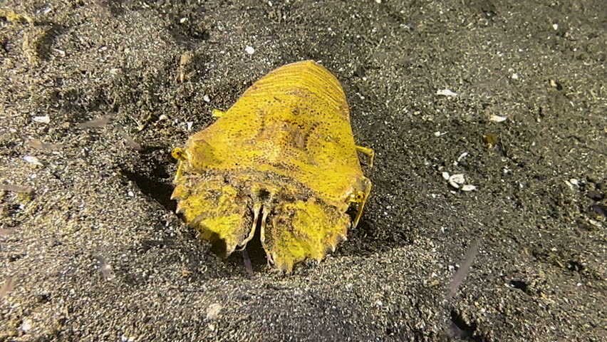 yellow slipper lobster during night on sandy bottom in indo-pacific. Front view, medium shot. Water is full of plankton.