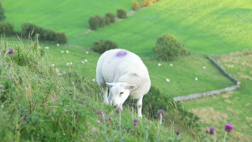 Close up of sheep on a steep grassy hill, in the Peak District, England. British countryside on a summer evening, in Slow Motion.