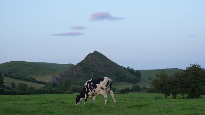 Black and white spotted cow grazing in the British countryside, in Slow Motion. Cow on a grassy field in the Peak District, England, with scenic hills in the background.