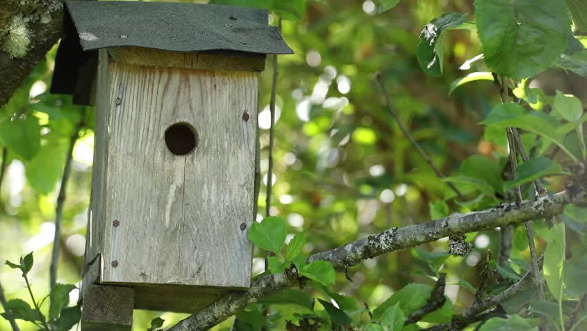 Blue tit flying into nest box with caterpillar