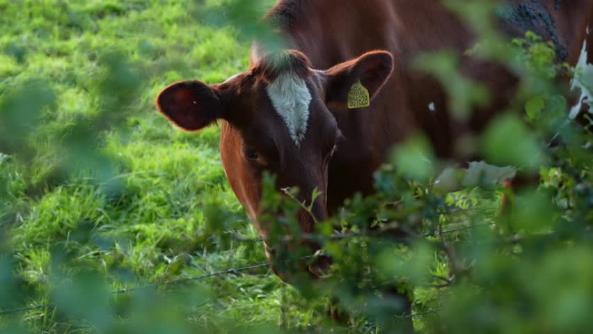 Close-up of brown cow standing in a grassy field, in the English countryside. Slow Motion of farm animal.