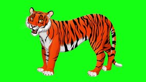 Cartoon Tiger idle animation video on the green screen background
