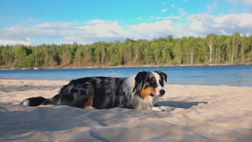 Dog on beach. An active pet by the sea. Tricolor australian shepherd