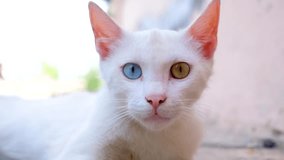 
White cat with different color eyes. kitten with blue and yellow eyes. Adorable domestic pets, heterochromia cats. Odd eyes cats. Cats and kittens. Cat close-up video. Cat face close up video 