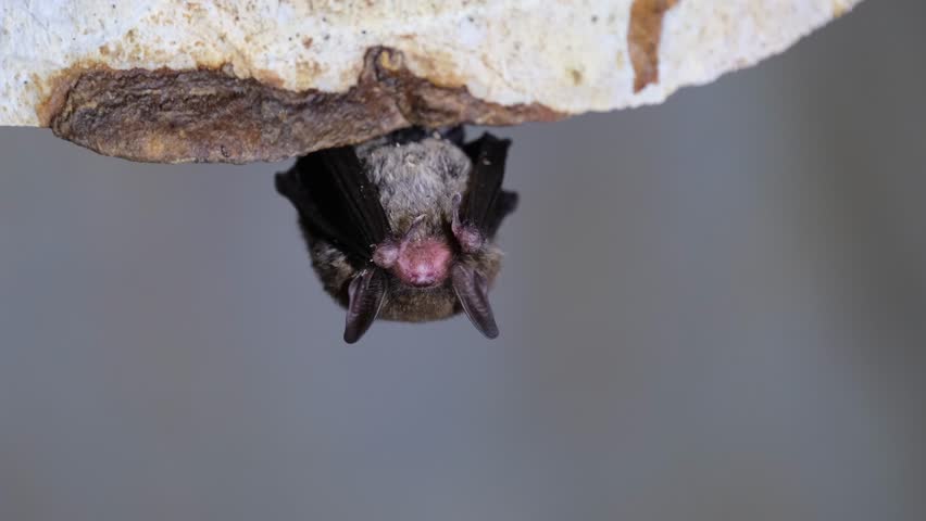 Sleeping while hanging on the side of the cave, Kitti’s hog-nosed bat, Bumblebee bat, Craseonycteris thonglongyai Royalty-Free Stock Footage #1106901215