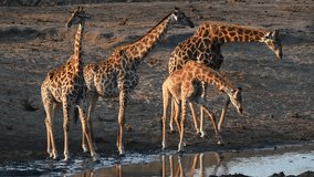 footage of a herd of wild African giraffe herd drinking water near a lake. portrait of wild African giraffe herd closeup in the forest