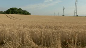 Aerial panorama shooting of a wheat field with high voltage line and forest in the background. High quality 4k footage