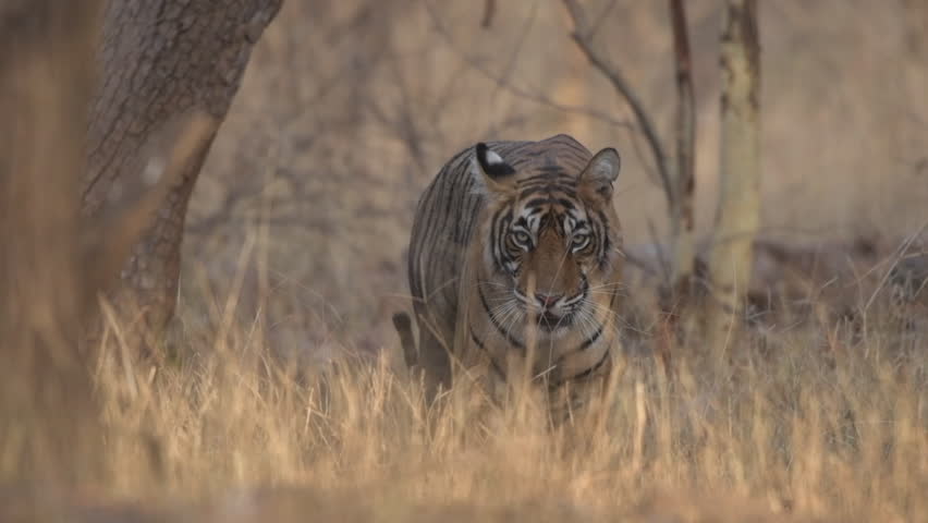 epic shot of a wild male tiger closeup walking alone in the forest. footage of a wild male striped tiger closeup in the forest Royalty-Free Stock Footage #1106904235