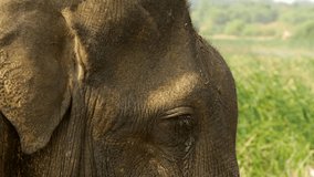 footage of a wild male African elephant closeup standing in the forest. epic shot of a wild African elephant face closeup walking in the forest