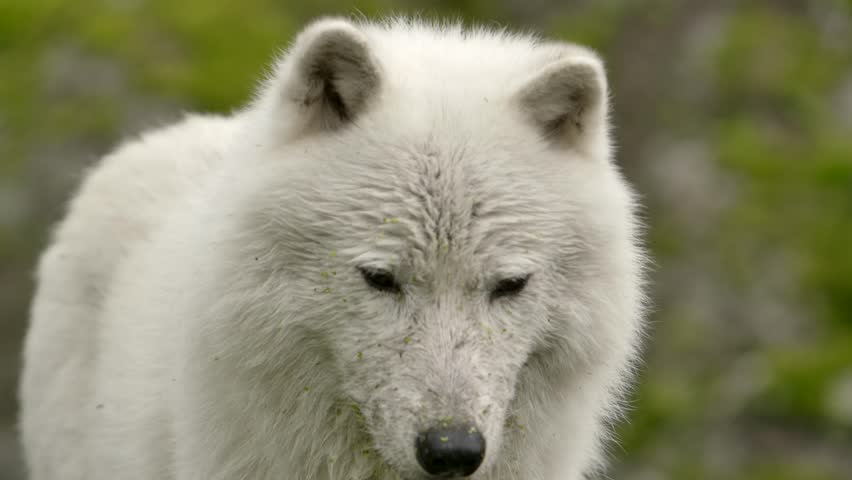 epic closeup shot of a wild white arctic wolf closeup walking alone in the forest. footage of wild arctic fox face closeup walking alone in the forest Royalty-Free Stock Footage #1106904345