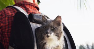 Cat hides in travel backpack that hangs on owner's shoulders. Cinematic video cat travels in backpack with an open window for viewing. Travel with your pets with backpack with a viewing window.